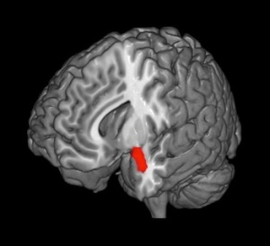 Amygdala -- less grey matter here means a person is less reactive